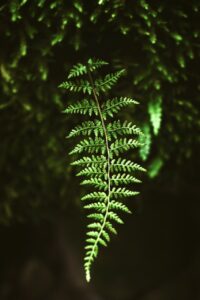 Fern Fractal